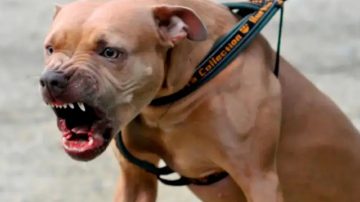 Un nene de 4 años tiene comprometido un ojo, tras el ataque de un pitbull