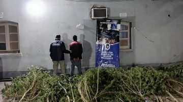Una persecución a dos jóvenes permitió descubrir una plantación de 39 Cannabis sativa