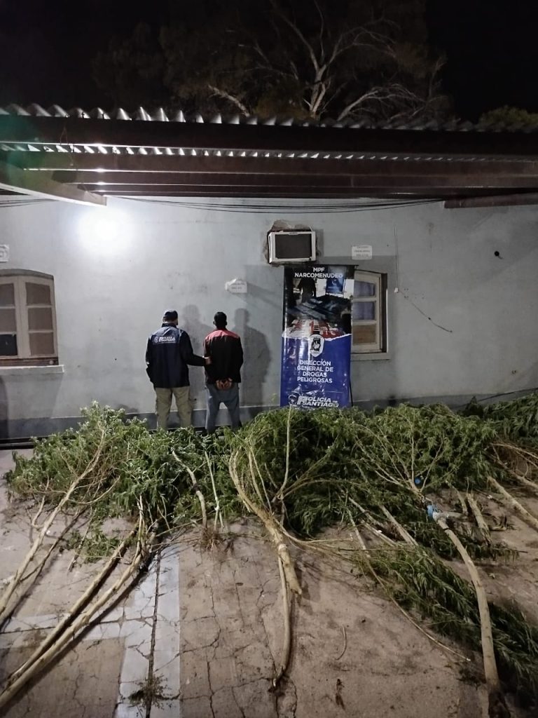 Una persecución a dos jóvenes permitió descubrir una plantación de 39 Cannabis sativa