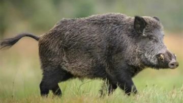 Salió a cazar con sus amigos y murió tras ser atacado por un jabalí