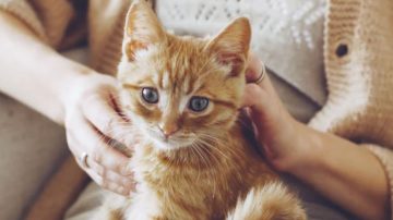 Argentina, un caso único: cada vez más mujeres deciden adoptar un gato en vez de tener hijos