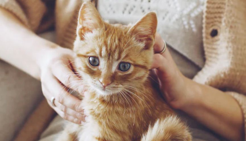 Argentina, un caso único: cada vez más mujeres deciden adoptar un gato en vez de tener hijos