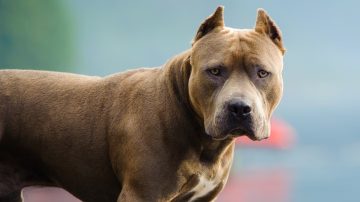 Un pitbull atacó a su dueña embarazada, causándole graves heridas en la cara y luego fue sacrificado