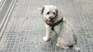 Huevito se perdió en el barrio 25 de Mayo y su familia ofrece recompensa