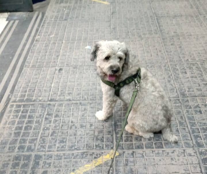Huevito se perdió en el barrio 25 de Mayo y su familia ofrece recompensa