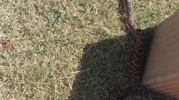 “Mama Antula, el barrio más abandonado de La Banda”: vecinos preocupados por la presencia de alimañas