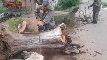 La Municipalidad trabajó en el despeje de calles de ramas y árboles caídos por el viento