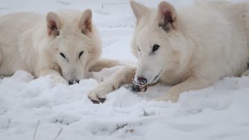 Científicos revivieron un lobo gigante que se extinguió hace 10.000 años