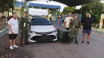Maltrato animal: llevaban un mono en el paragolpes del auto y lo descubrieron en un control