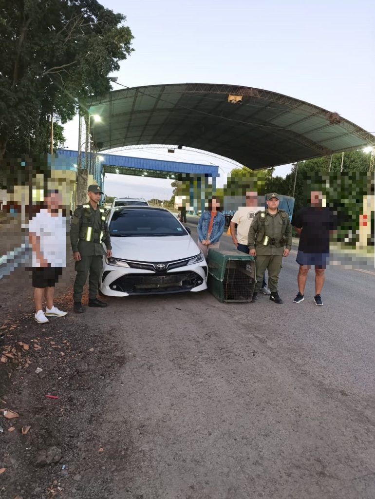 Maltrato animal: llevaban un mono en el paragolpes del auto y lo descubrieron en un control