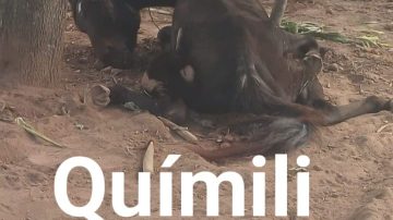 Terrible caso de maltrato a caballos en Quimilí: “Hay cuatro más que están desnutridos”