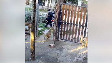 VIDEO. Un ladrón la atacó a palazos para robarle la moto: la salvó su perro provocando la huida del delincuente