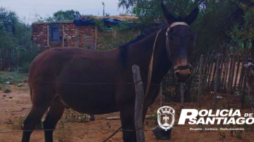 La policía recuperó un burro y un conejo que habían sido robados