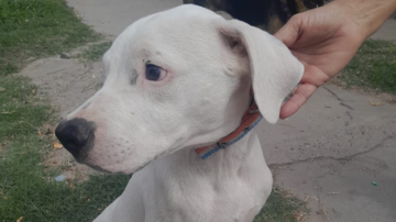 Recuperan un dogo argentino que fue robado y vendido por “Negro Carlos”