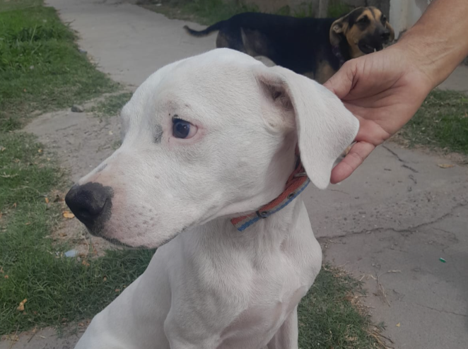 Recuperan un dogo argentino que fue robado y vendido por “Negro Carlos”