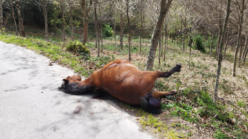 Buscan identificar a un hombre que mató a tiros a una yegua e hirió a dos caballos en Frías