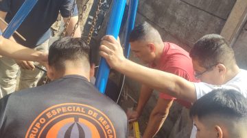 Fotos: así fue el operativo de rescate de un chancho de 250 kilos que cayó a un pozo séptico