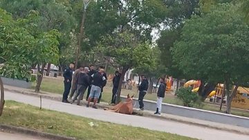 Un caballo cayó abatido mientras tiraba una pesada carga: “Está sin herraduras, es viejo”