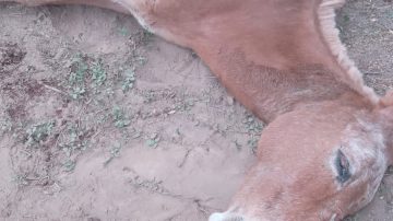 Murió el equino que se desplomó en el B° Autonomía