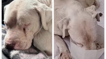 Rescatan a un dogo argentino que estaba “quebrado entero” en una bolsa