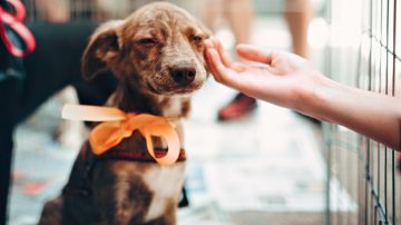 Una empresa en Argentina ya otorga licencia por adoptar una mascota