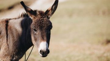 Un burro que usaban para el tabique se murió desnutrido y el dueño terminó preso