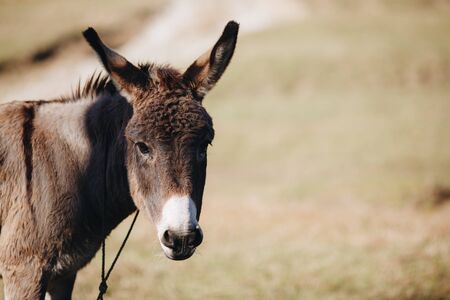 Un burro que usaban para el tabique se murió desnutrido y el dueño terminó preso