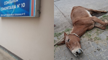 “Nunca había visto algo así”, la dolorosa confesión sobre el caballo que colapsó frente a una iglesia