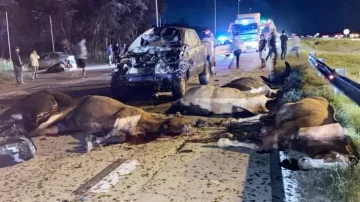 Una docente murió tras un choque múltiple y una estampida de caballos