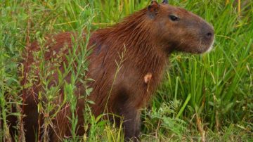 Ruta 34: por esquivar un capibara protagonizó un violento vuelco