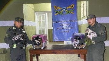 Rescatan perritos maltratados en un colectivo y detienen al responsable