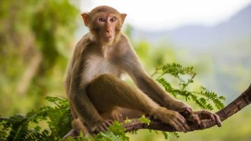 El Planeta de los Simios se quedó corto: mono mató a un turista de un piedrazo