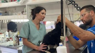 Llega a Santiago la Red que propone una solución a la superpoblación de perros y gatos