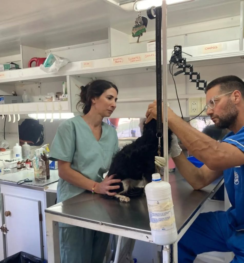Llega a Santiago la Red que propone una solución a la superpoblación de perros y gatos