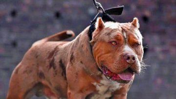 Minutos de terror: un pitbull atacó a un joven que iba a trabajar y lo desfiguró