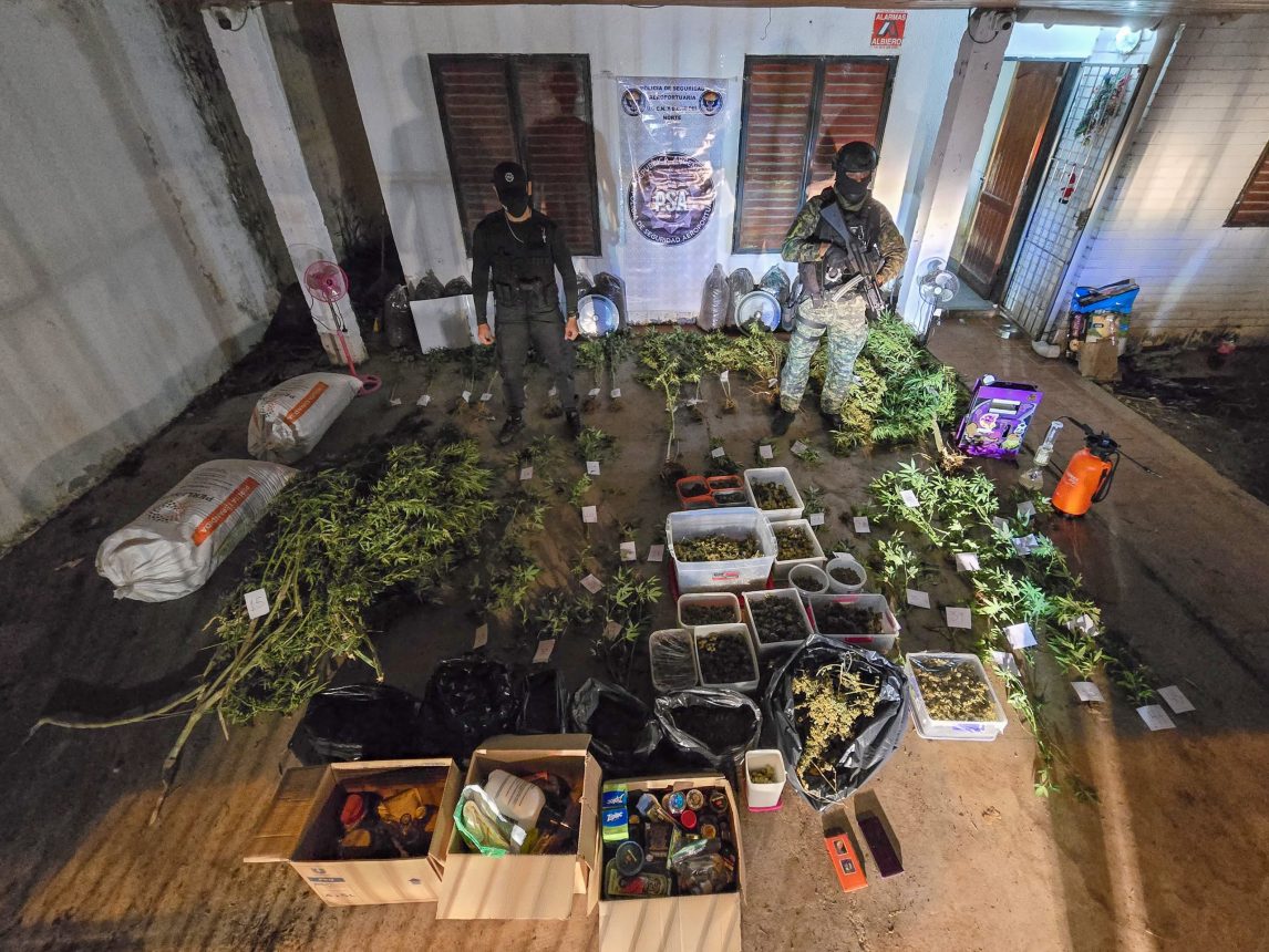 La PSA aprehendió a una pareja que tenía 45 plantas de marihuana