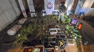 La PSA aprehendió a una pareja que tenía 45 plantas de marihuana