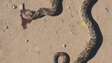 La Banda: Temor de los vecinos ante la aparición de alimañas