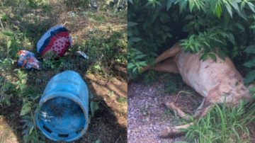 Realizan allanamientos, recuperan bienes y descubren el robo de un animal caprino