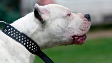 Sangrienta madrugada en La Banda: entró a robar y un dogo le destrozó sus genitales