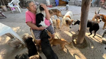 Doña Betty, la abuela de 76 años que cuida a 40 “canichones”