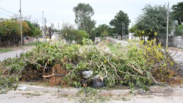 Parques y Paseos de la Capital reitera que las podas de árboles se realizan sólo con evaluación técnica y autorización