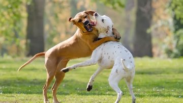 Un jubilado le reclamó a su vecino que sus perros atacaron a su mascota y recibió una paliza