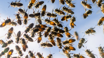 Abejas atacaron a policías y espectadores en el Autódromo de Las Termas
