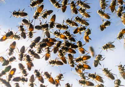 Abejas atacaron a policías y espectadores en el Autódromo de Las Termas