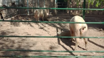 Un hombre denunció que rompieron el corral de su campo y le robaron cinco lechones
