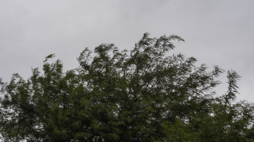 Alerta por fuertes vientos: piden evitar circular por el parque Aguirre