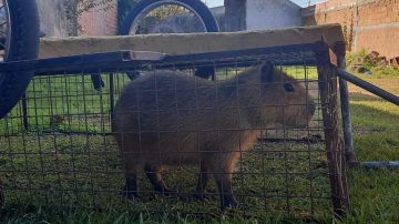 Allanaron una casa que vendía “Milanesas de capibara” en Santa Fe
