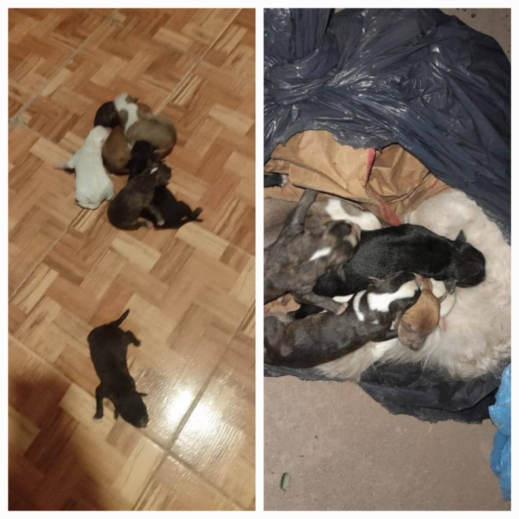 Macabro: halló 7 cachorros en una bolsa: “La mamá también estaba, le cortaron la cabeza”
