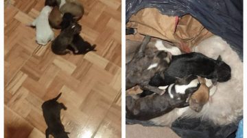 Macabro: halló 7 cachorros en una bolsa: “La mamá también estaba, le cortaron la cabeza”